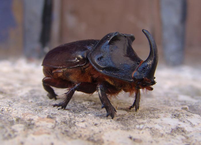El escarabajo rinoceronte y san Cristóbal.